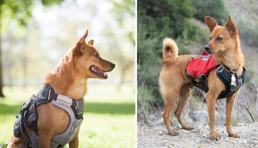 Ruffwear Webmaster with Core Cooler (left) and Webmaster Pro with Brush Guard (right), showing scrunched straps where the product doesn't quite fit the harness it was designed for.